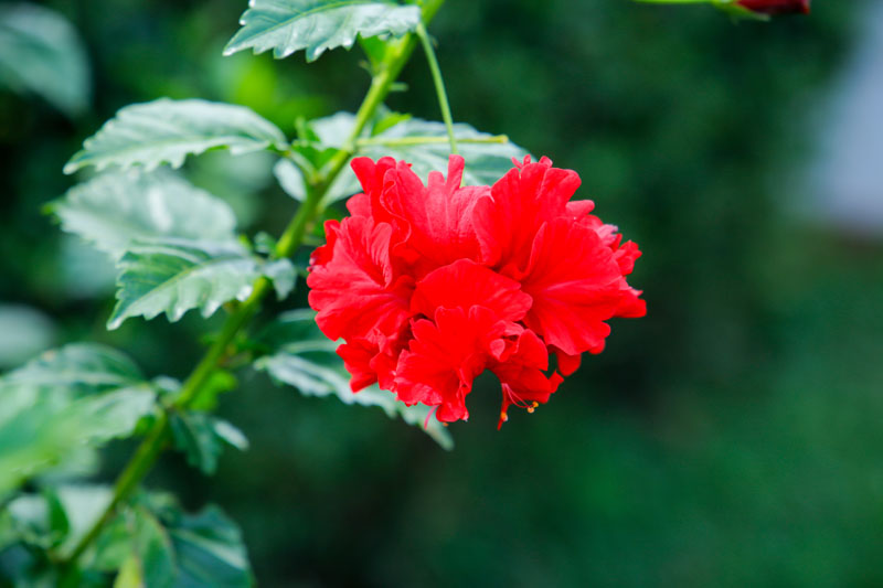 Hibiscus in bloom at Maya Nature Resort.