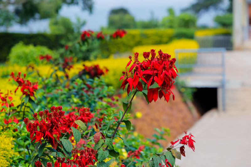 Flowering beds at Maya Nature Resort.