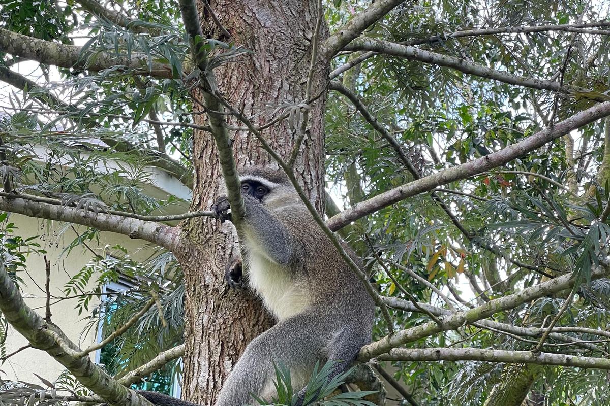 A resident vervet monkey in the trees at Maya Nature Resort
