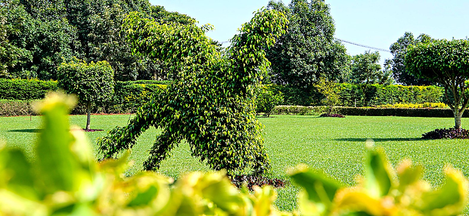 Lush gardens and natural habitat at Maya Nature Resort