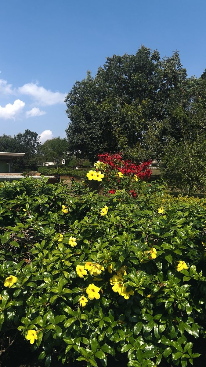 Yellow flowers in the landscaped gardens at Maya Nature Resort.