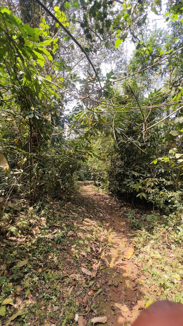 A narrow dirt path through thick forest and tall trees at Maya Nature Resort.